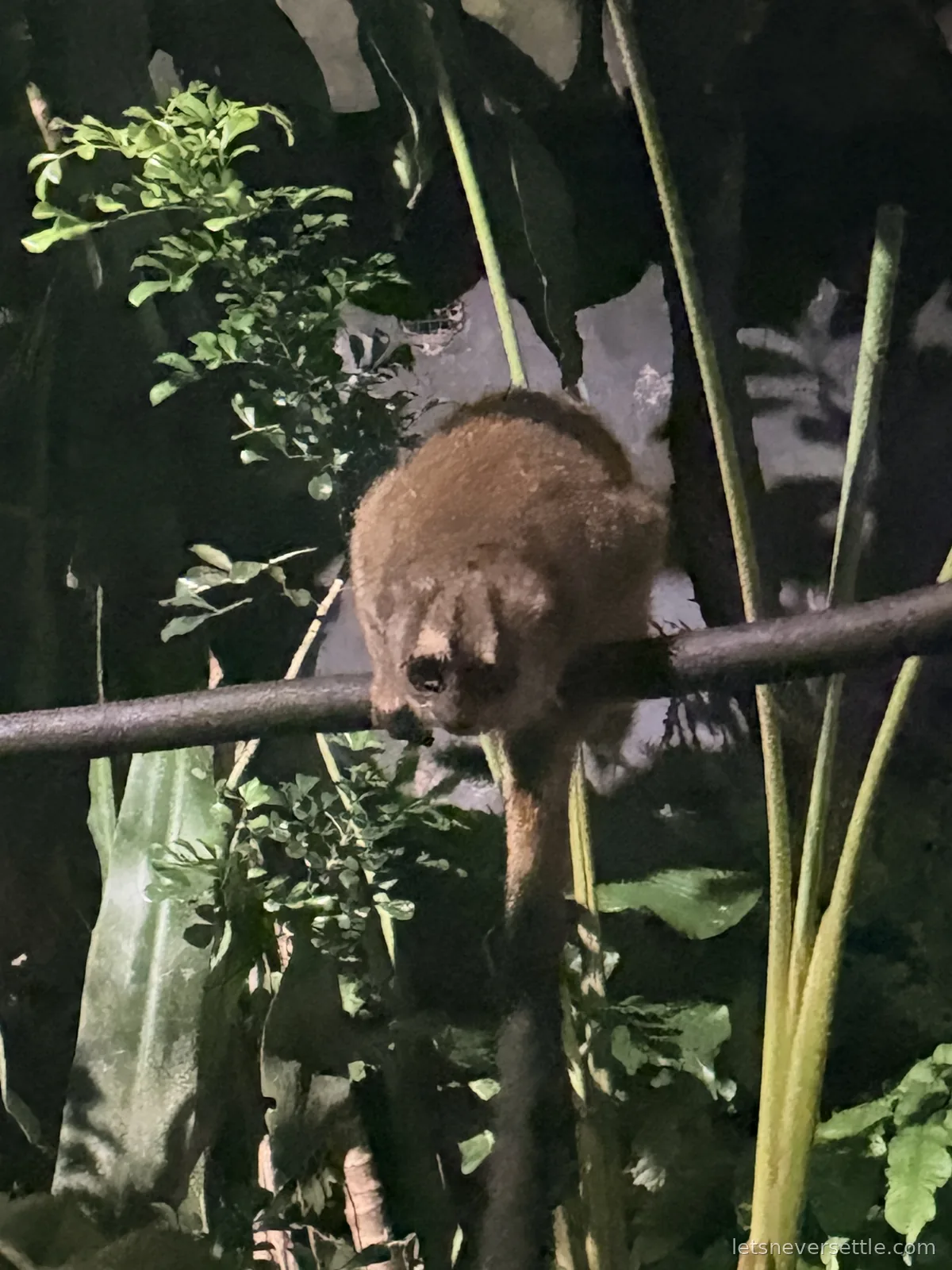 A small brown nocturnal mammal with dark eye markings gripping a horizontal branch above dense foliage, lit softly in a Night Safari enclosure