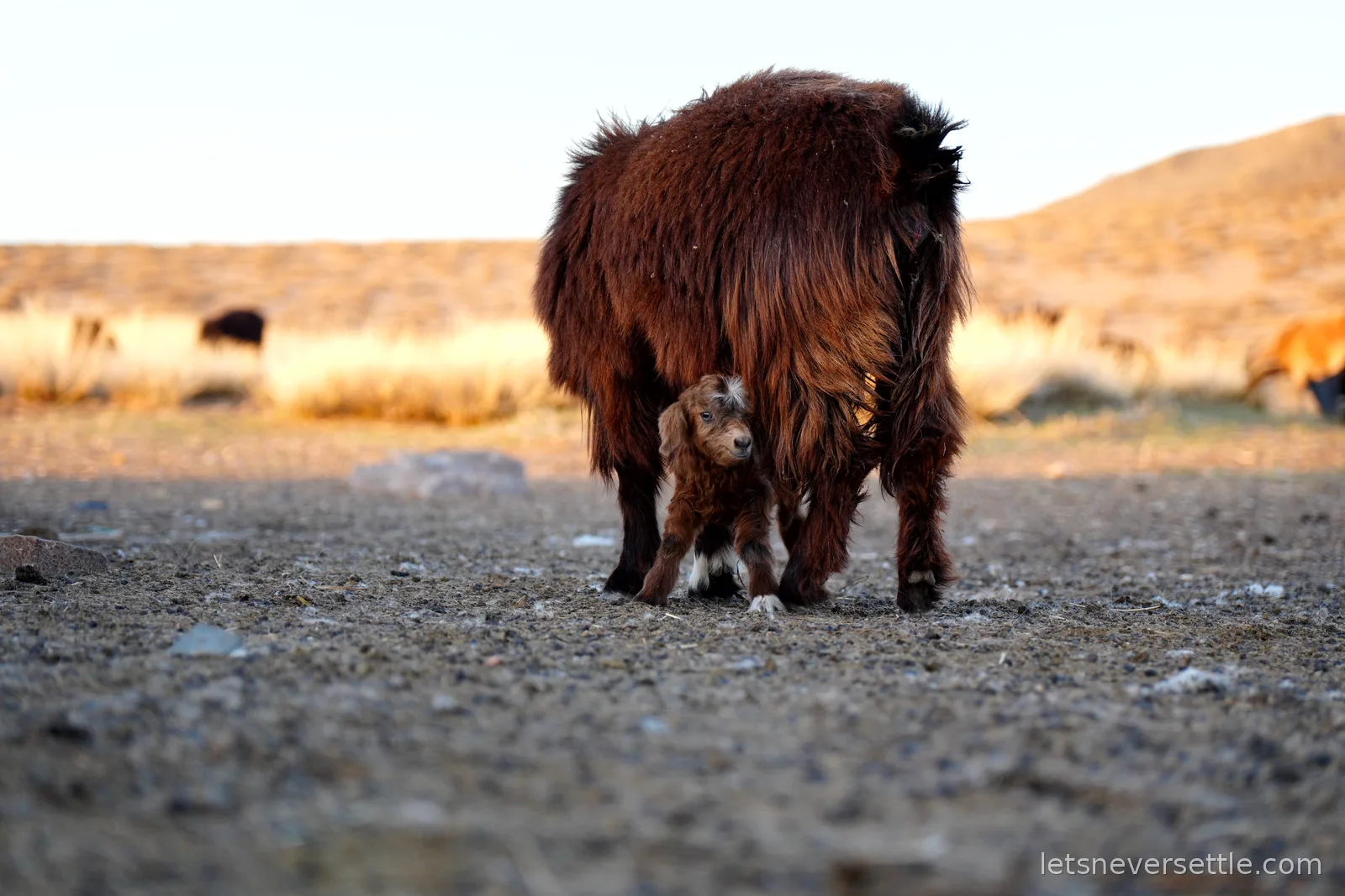 A shaggy brown cow standing on bare steppe ground at sunset with her young calf sheltering between her legs