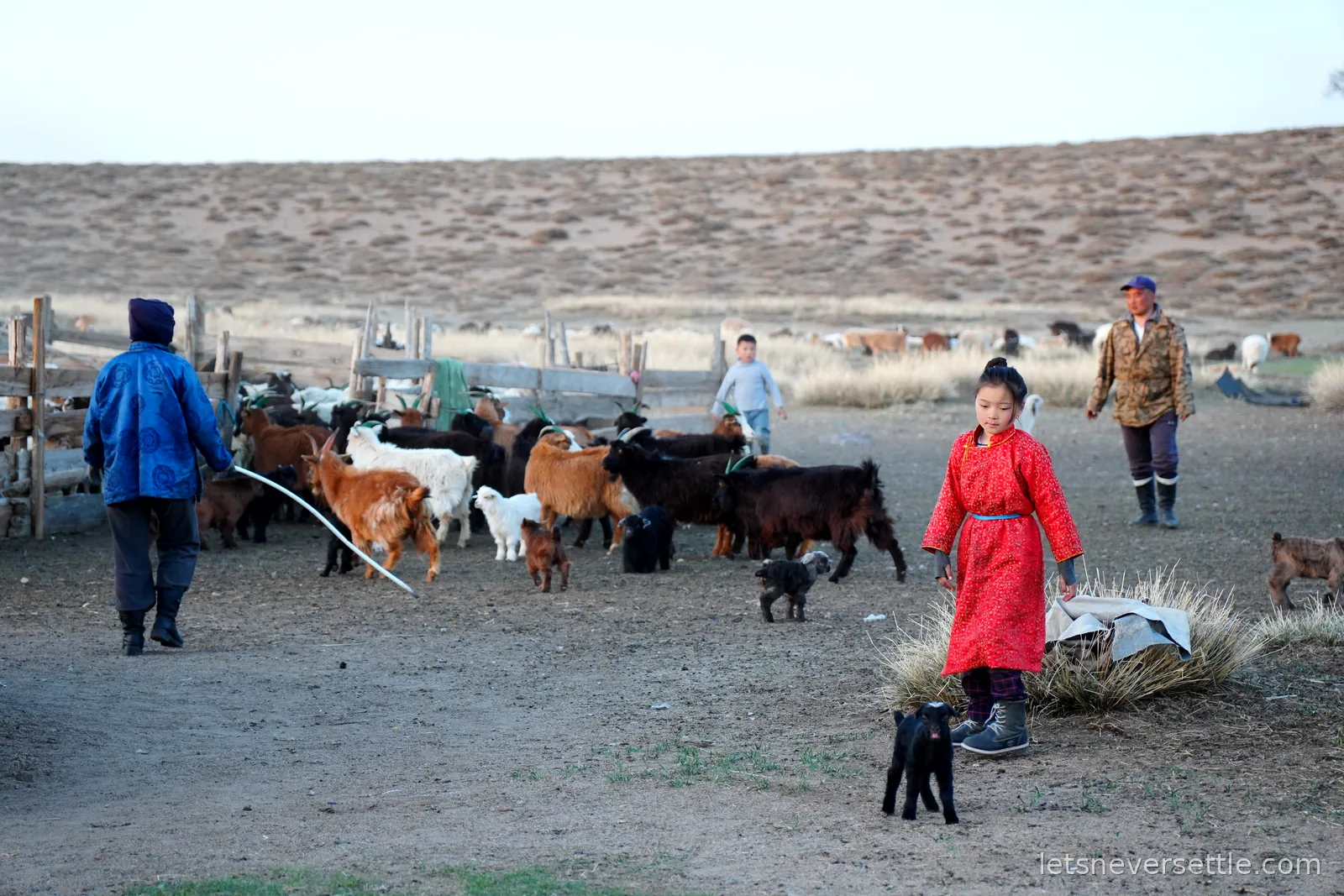 A Mongolian family herding goats into wooden pens at dusk, a girl in a red deel walking beside a black kid goat in the foreground