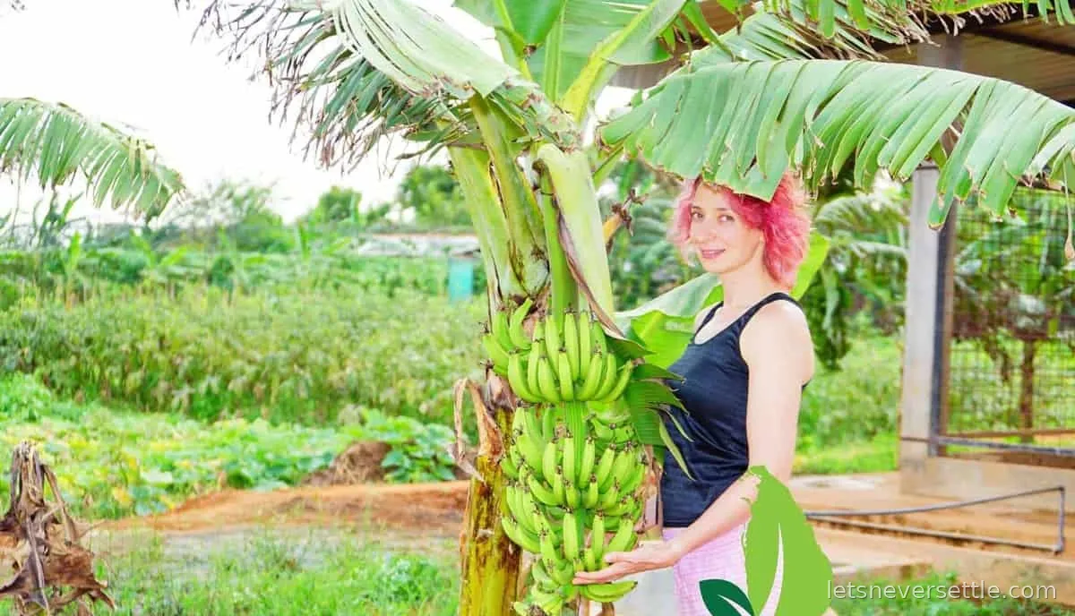 Inga standing beside a banana plant in Sri Lanka with a large green bunch growing at head height