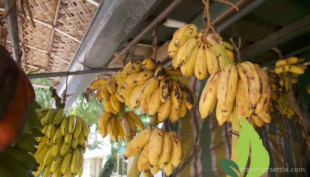 Bunches of ripe yellow bananas hanging from the beam of a thatched roadside stall in Sri Lanka