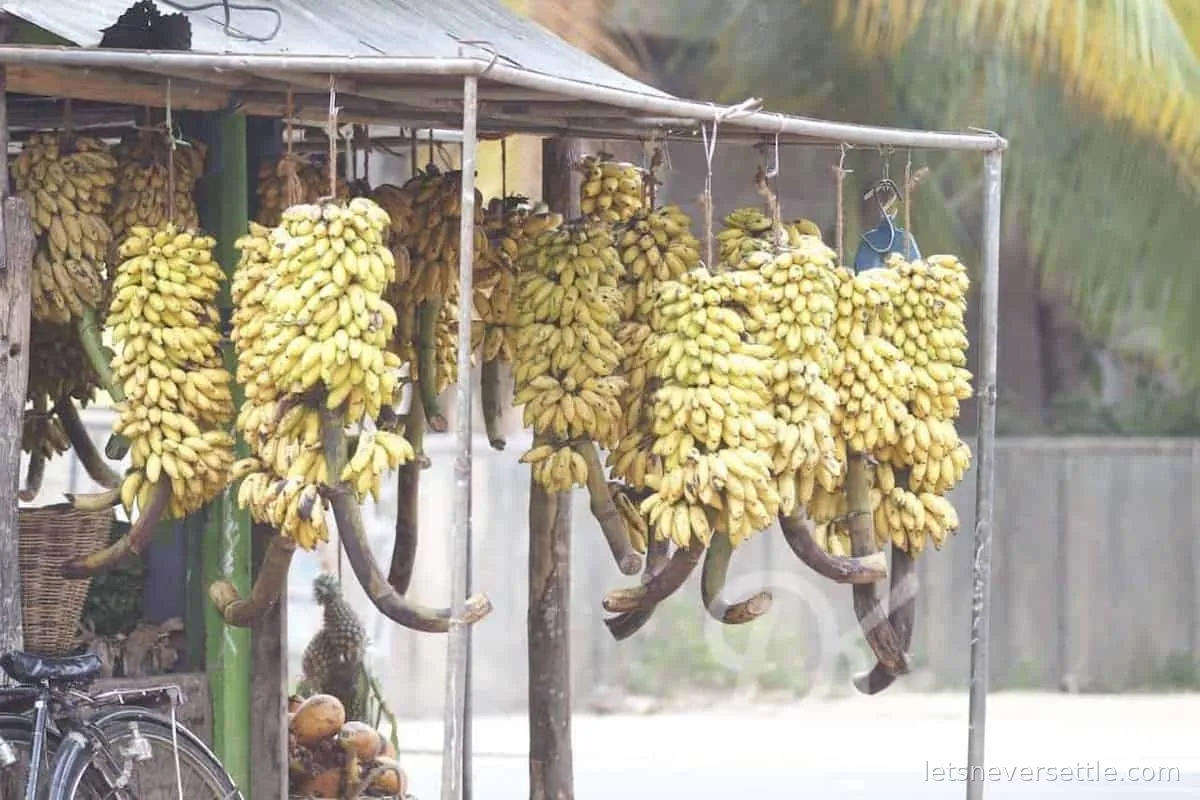 Bunches of yellow and green bananas hanging in rows from a metal rack at a roadside market in Sri Lanka