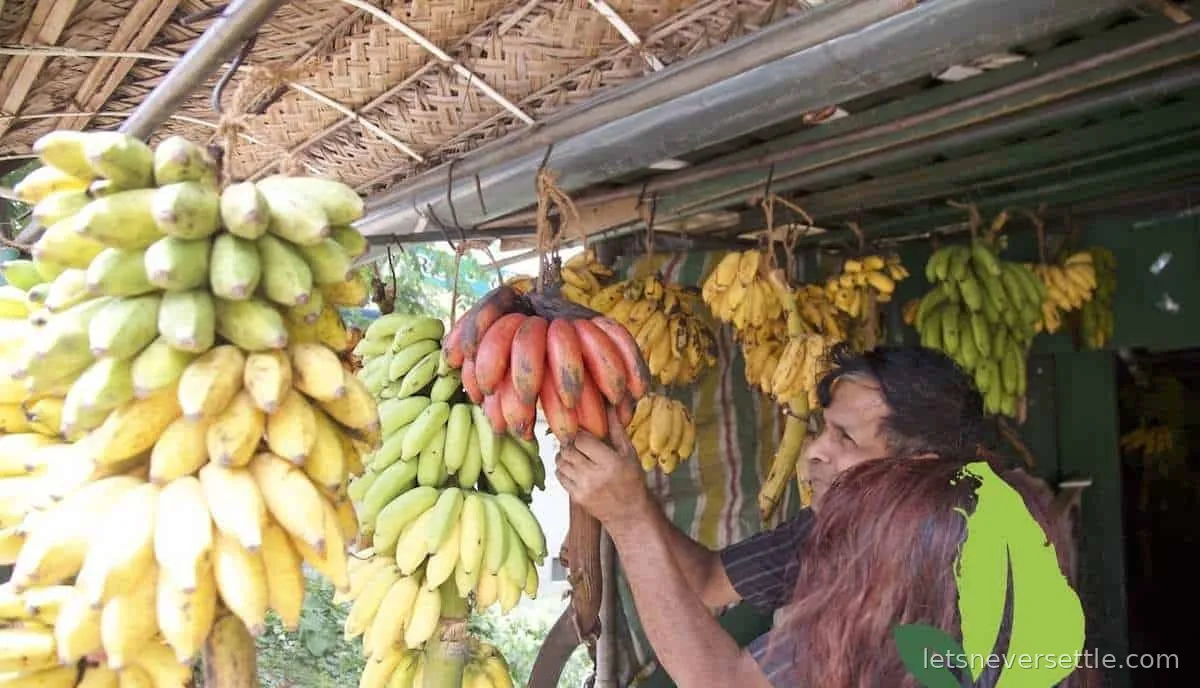 A stall in Sri Lanka hung with bunches of small yellow seeni bananas and a bunch of red bananas, a woman reaching up to them
