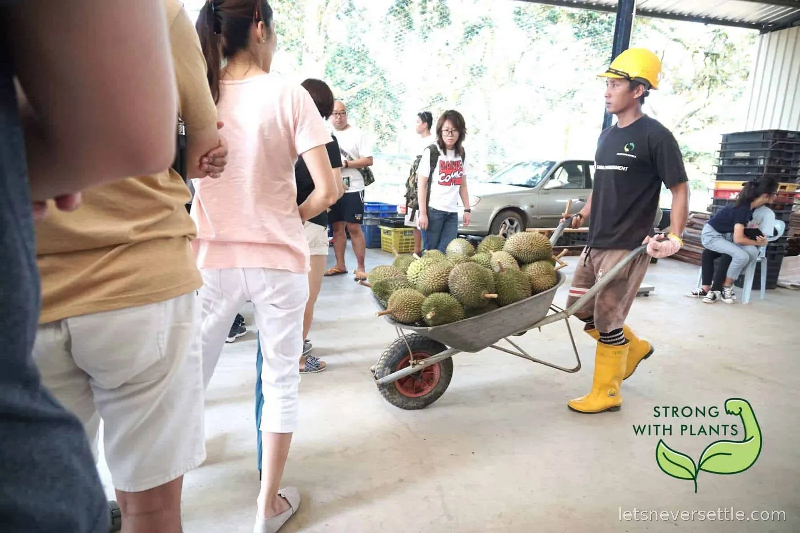 A crowd waiting under shelter at an organic durian farm in Johor, Malaysia