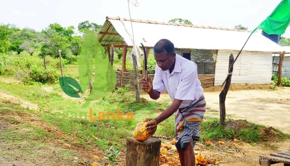 A man at a roadside stand in Sri Lanka husking a king coconut on a wooden block with a heavy knife