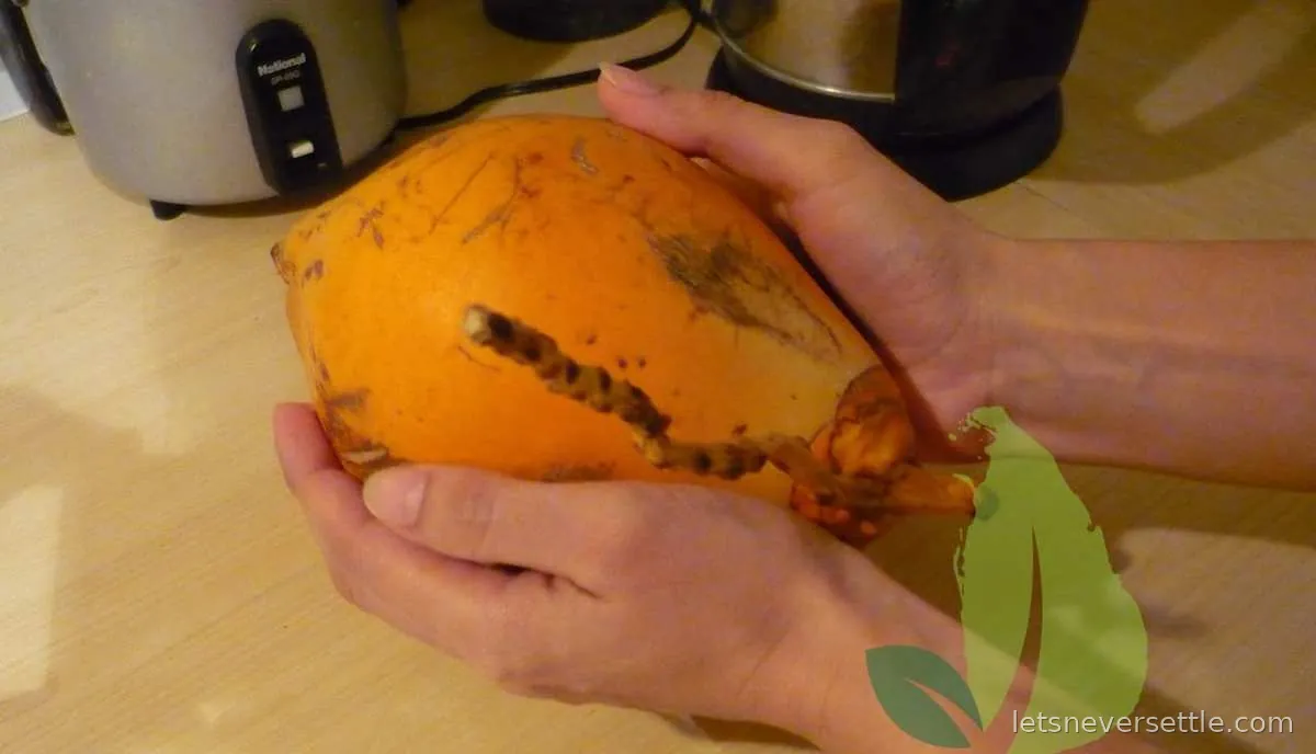 Two hands holding an opened orange king coconut, the top cut away at a slope