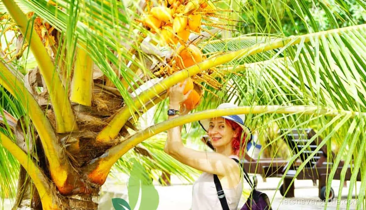 Inga standing beneath a king coconut palm in Sri Lanka reaching up towards a cluster of orange nuts