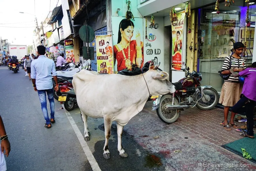 A white cow standing in the middle of a busy shopping street in Sri Lanka with motorbikes parked alongside