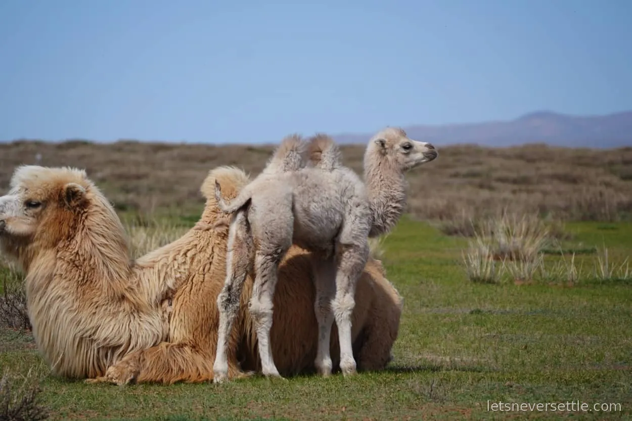 Two shaggy Bactrian camels resting on the sandy grassland at the edge of the Gobi in Mongolia