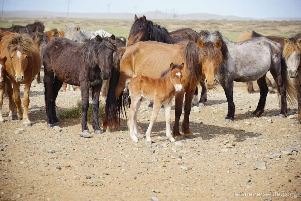 A group of Mongolian horses standing together on dry ground with a young foal among them
