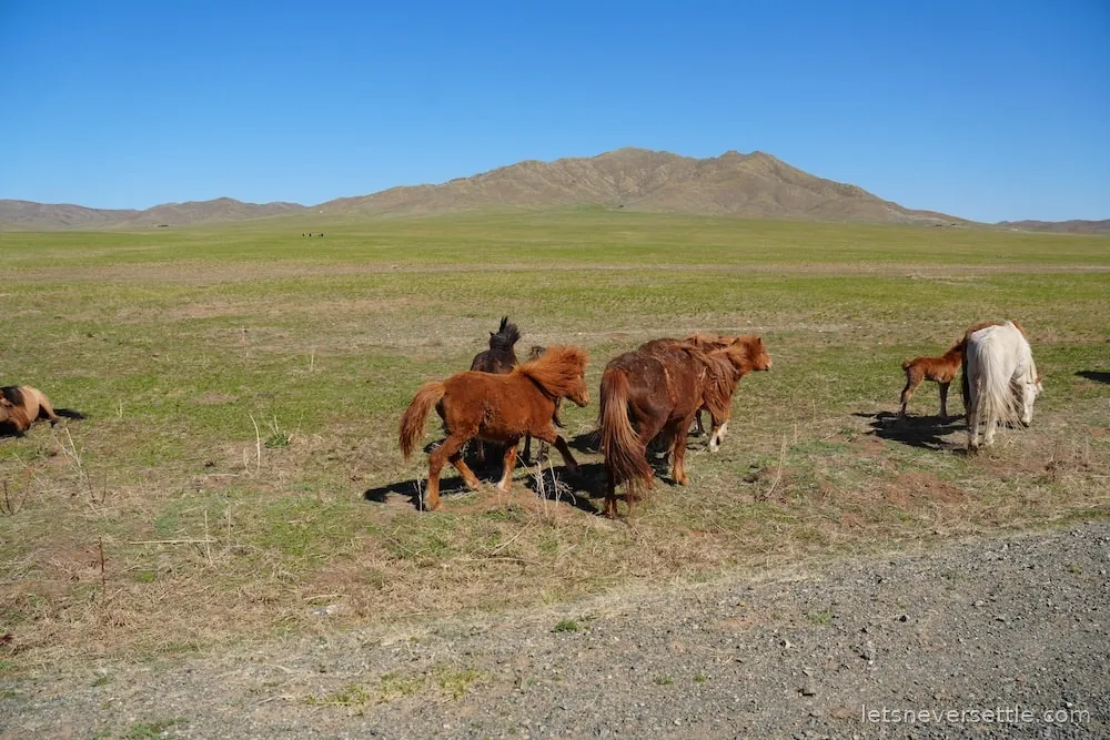 Horses grazing on the open green Mongolian steppe with low hills on the horizon