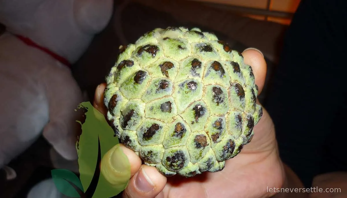 A green sugar apple held in one hand, its knobbled skin clearly segmented