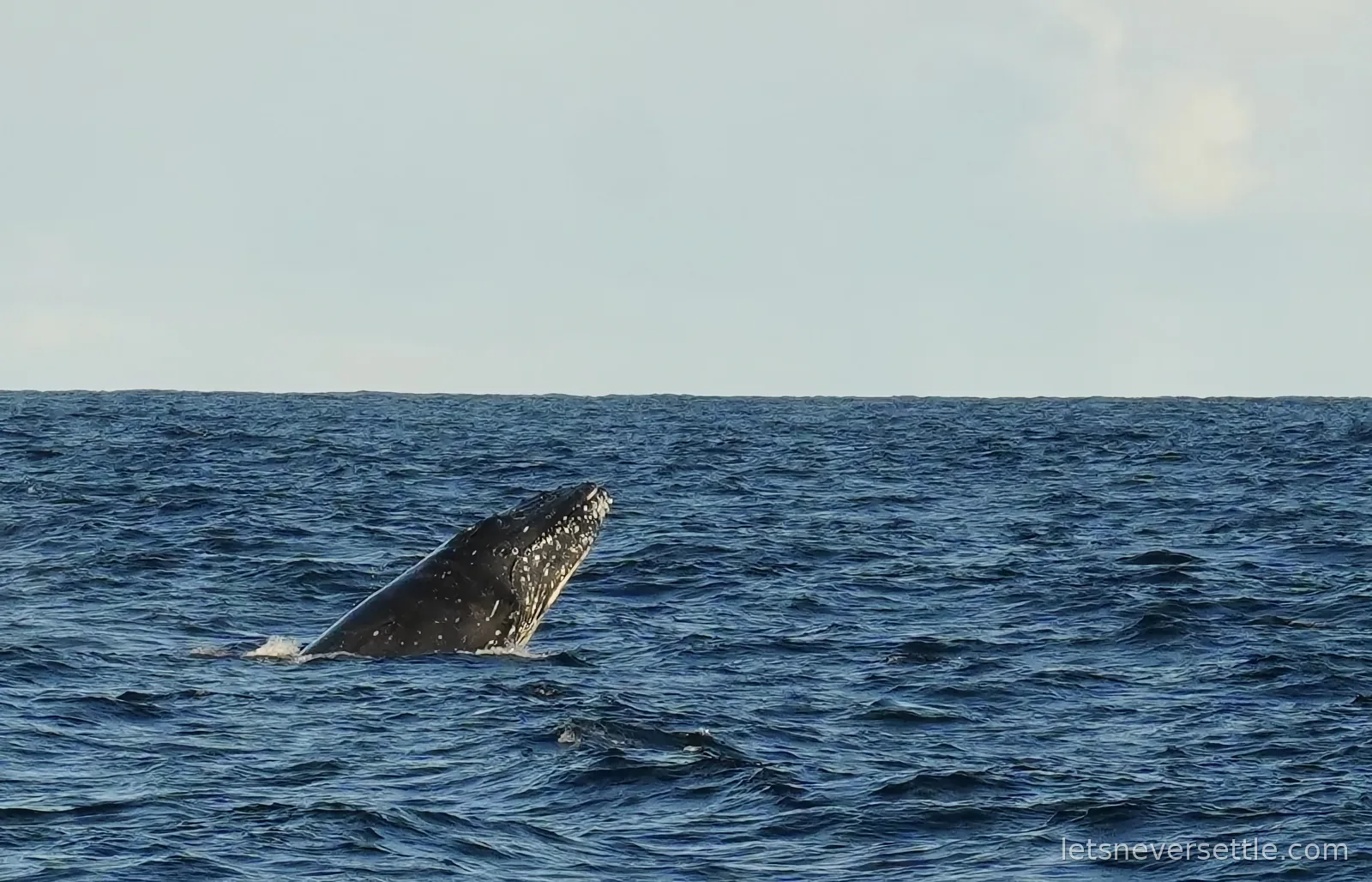 A humpback whale lunging head-first out of dark blue ocean swell, barnacles visible on its jaw
