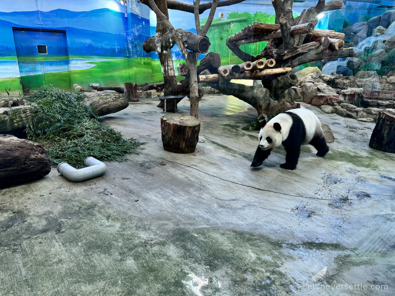 A giant panda strolling across its enclosure at Taipei Zoo, bamboo piled by a painted mountain mural