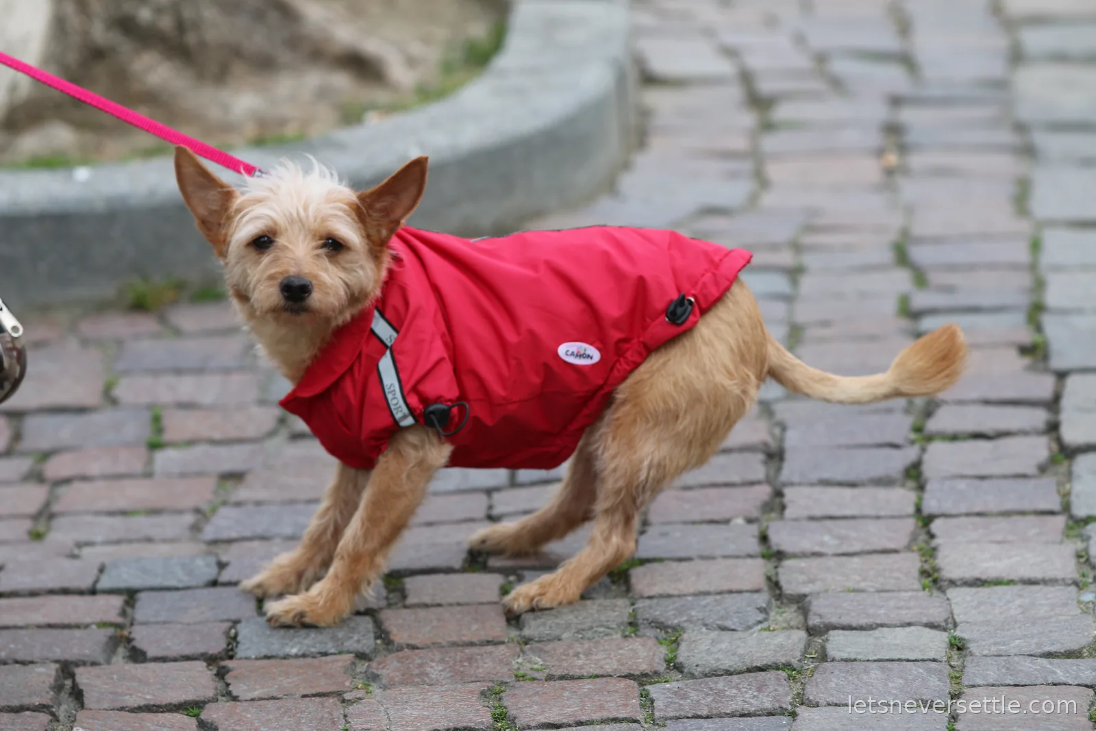 A small scruffy terrier in a bright red waterproof coat standing on wet cobbles at the end of a pink lead