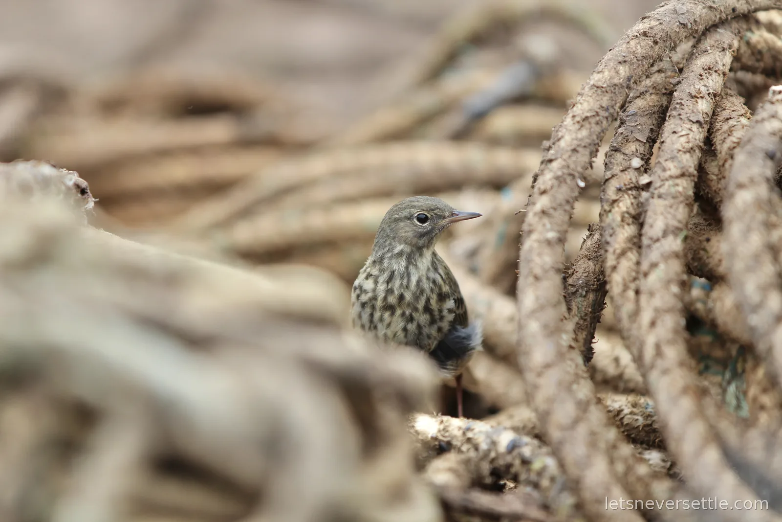A small speckled brown bird perched among thick coils of weathered mooring rope