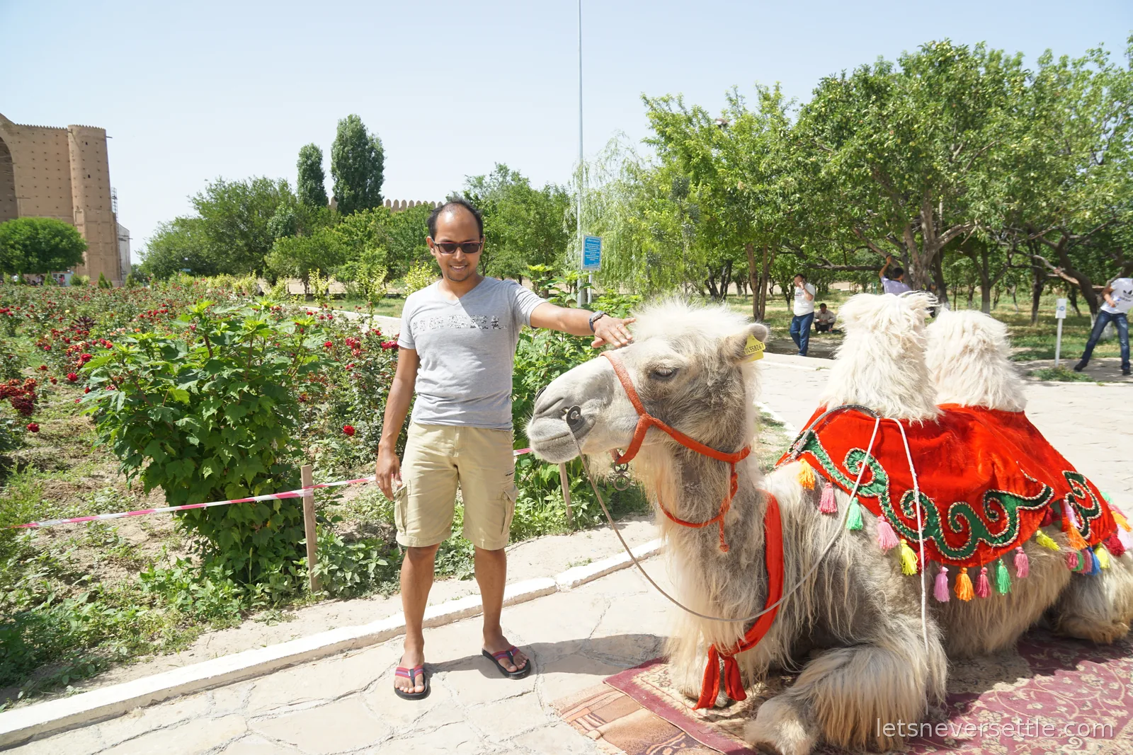 Dileep patting a pale shaggy Bactrian camel in a red tasselled cover, sitting by rose bushes with a brick tower of the mausoleum complex in the distance