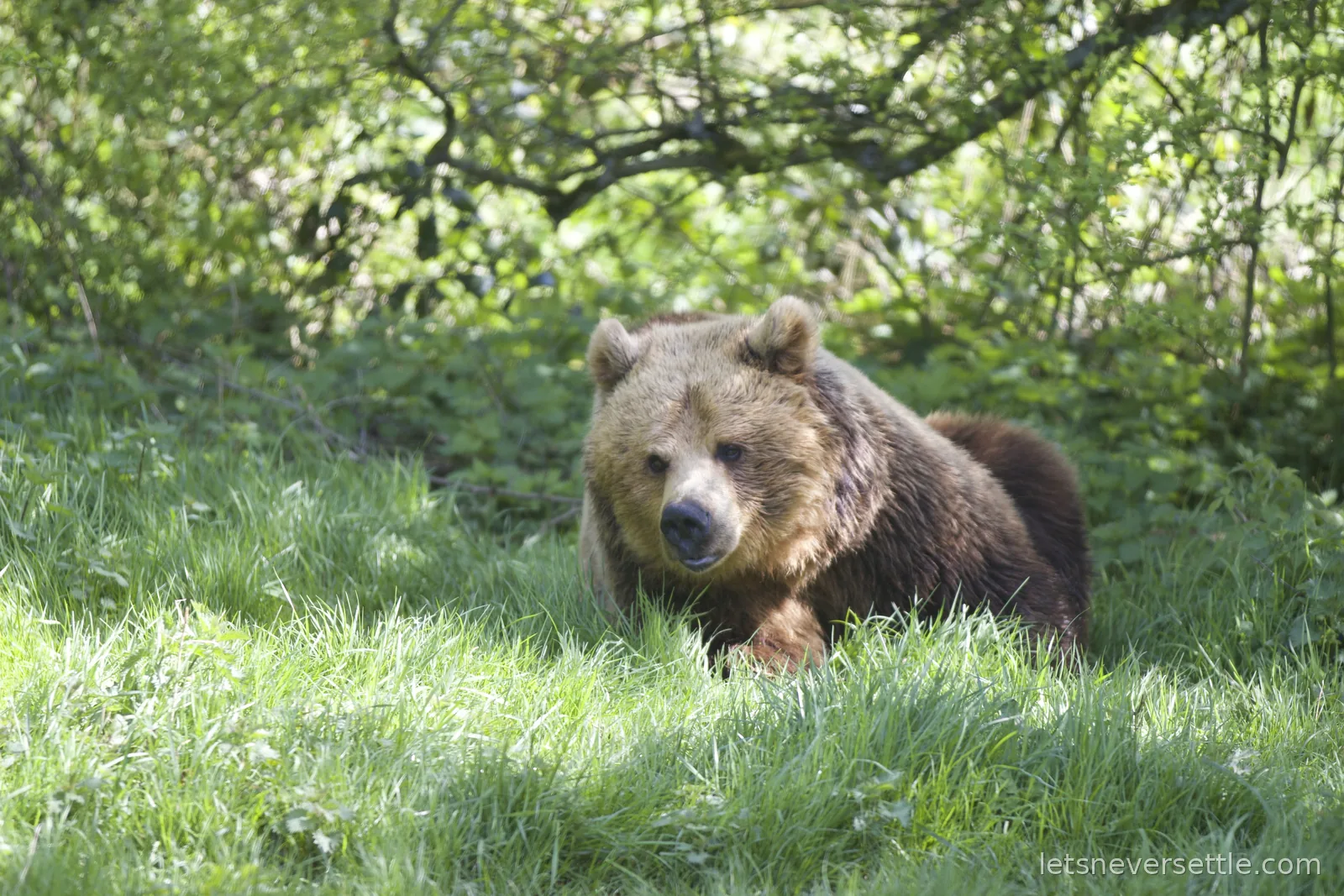 A brown bear lying in long green grass beneath overhanging branches, looking towards the camera