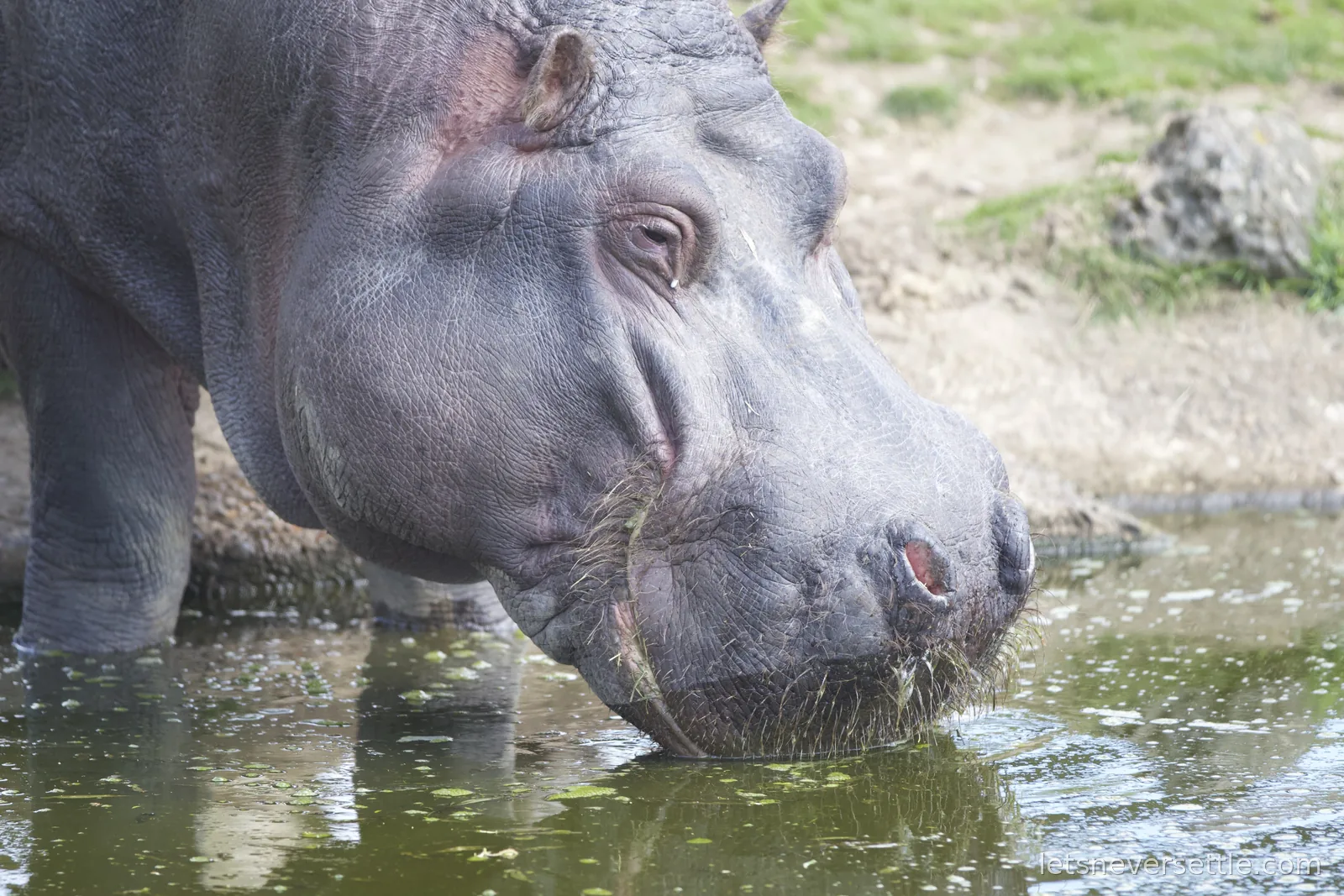 Close-up of a hippo with its muzzle dipped in a green pool, grass stuck around its mouth