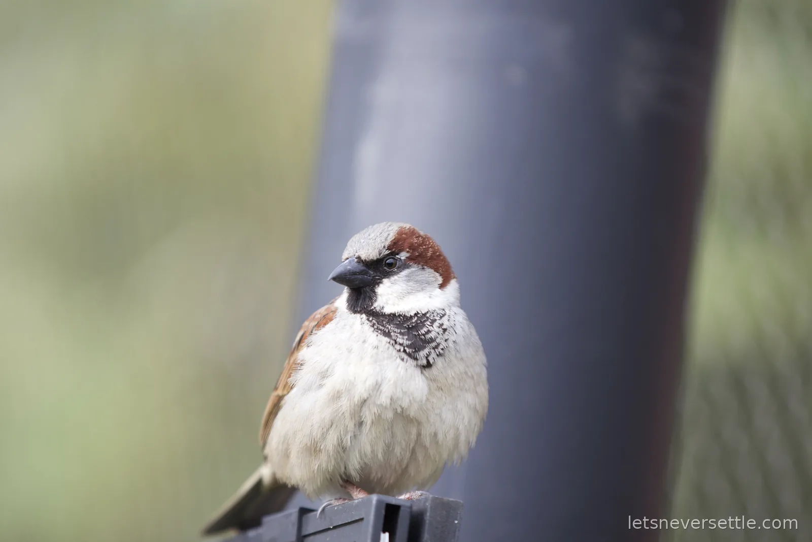 A plump house sparrow perched on a dark plastic edge in front of a grey post
