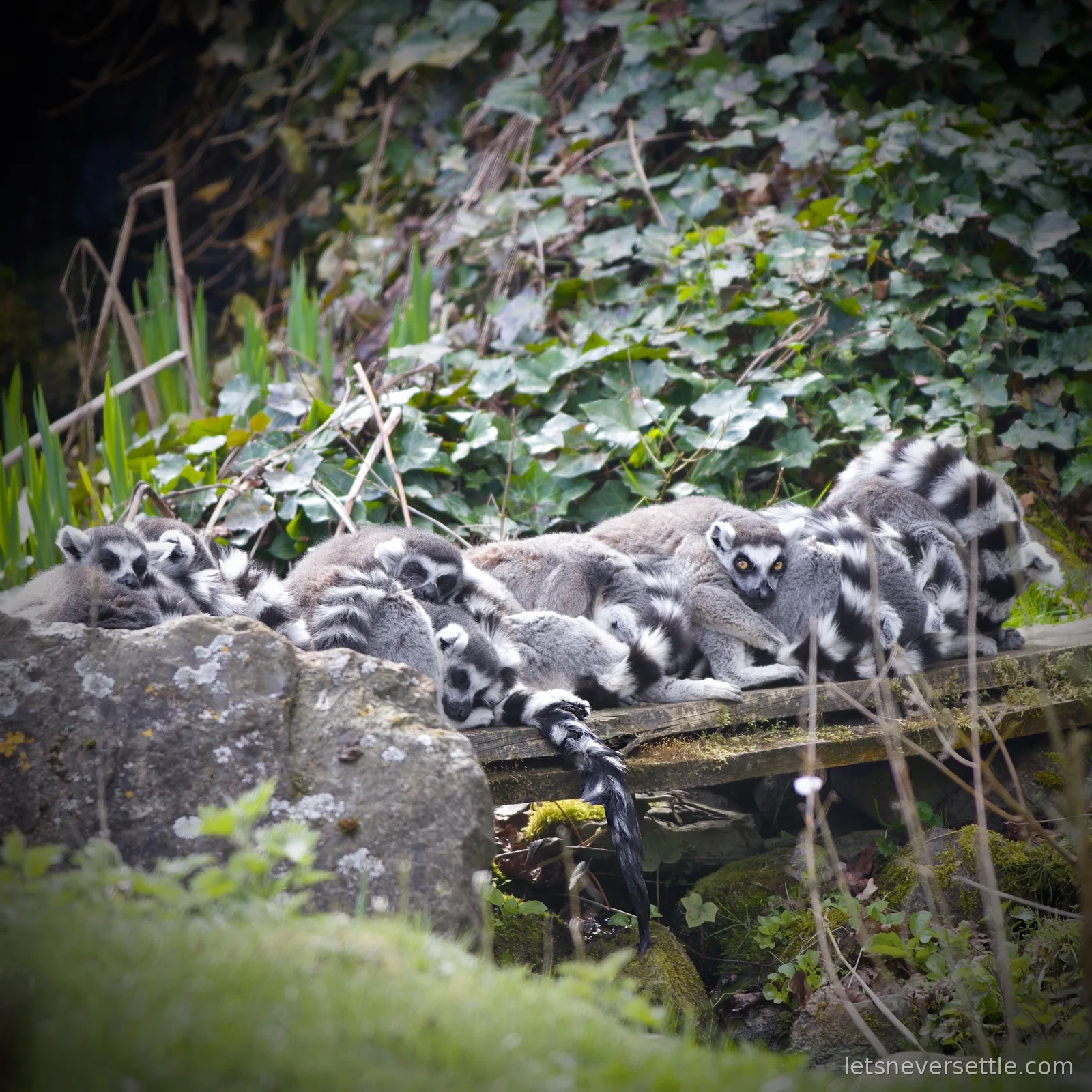 A pile of ring-tailed lemurs huddled together on a mossy wooden plank, one striped tail hanging down and one lemur staring at the camera
