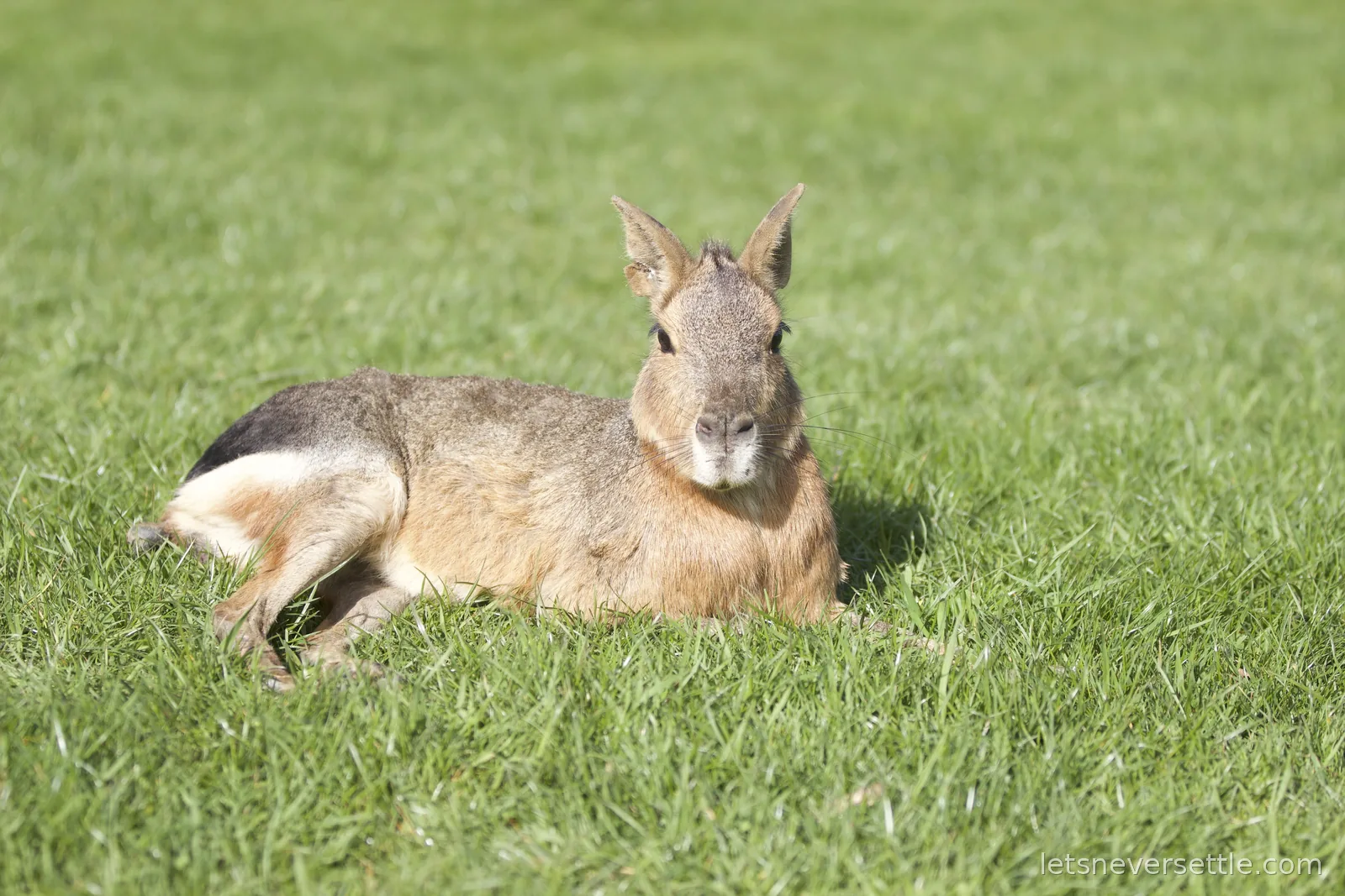 A Patagonian mara with tall ears and long whiskers lying folded on a sunny lawn, looking straight at the camera
