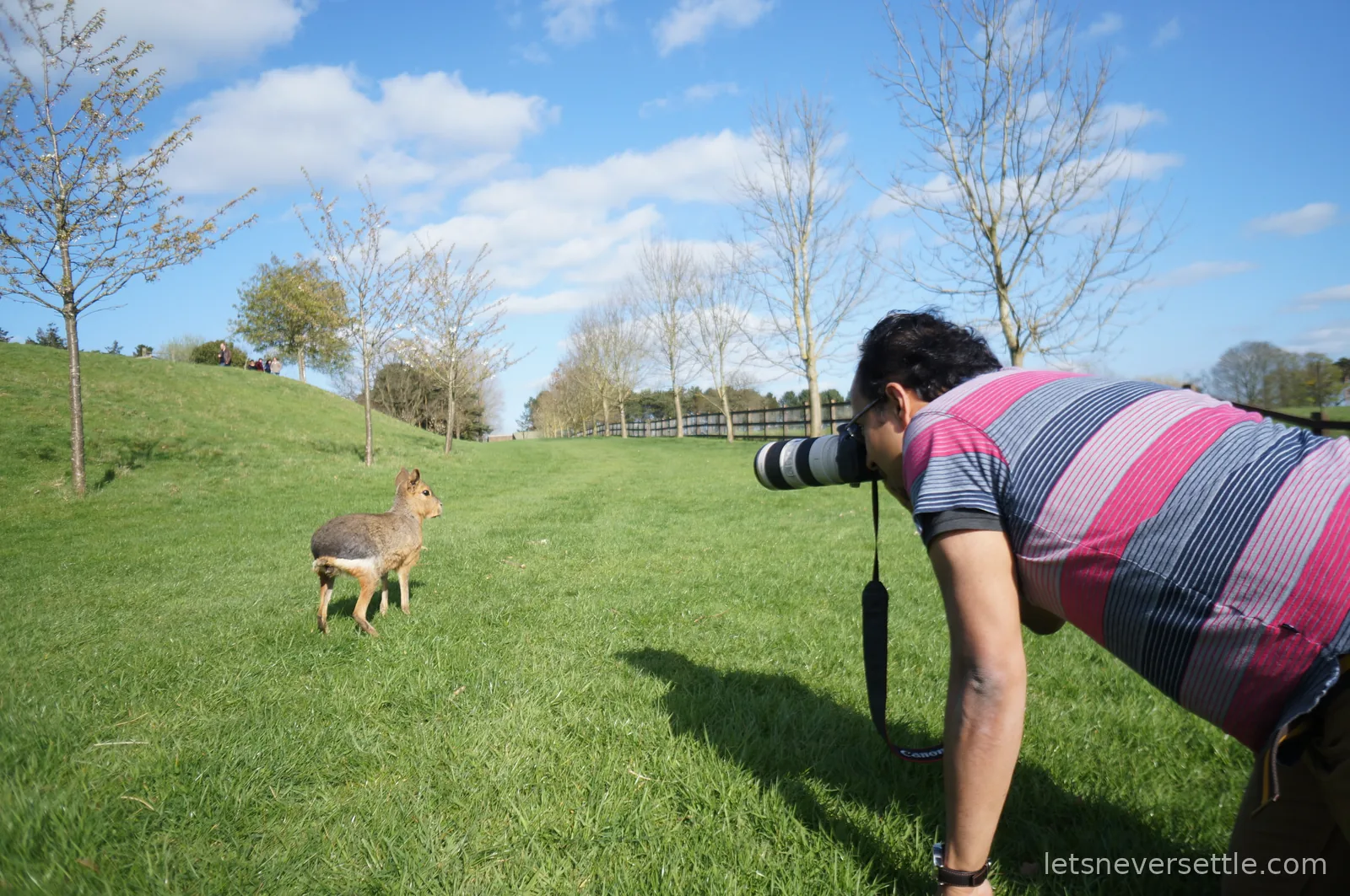 Dileep bent over a long white telephoto lens on a green lawn, photographing a Patagonian mara standing a few metres away