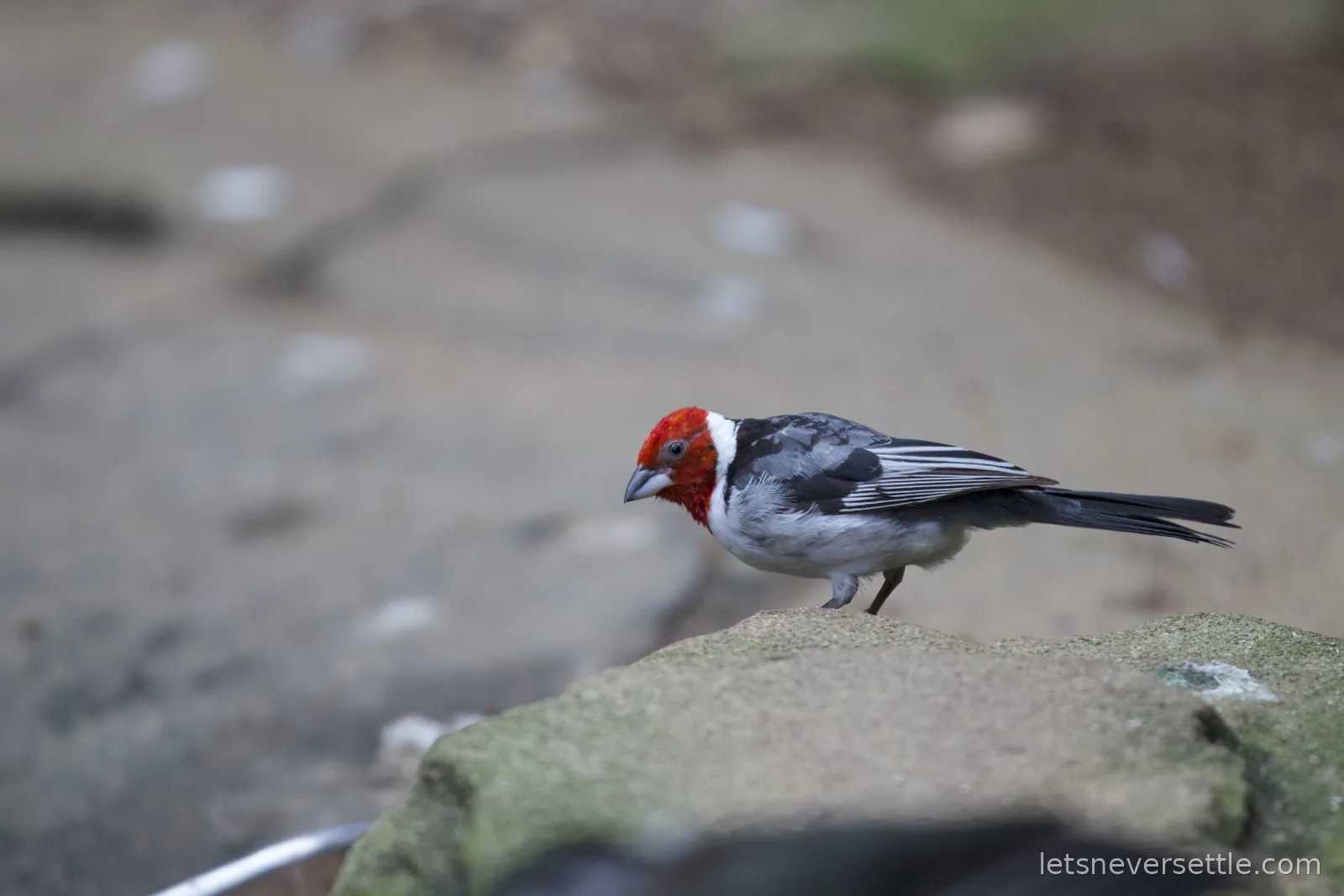 A small bird with a bright red head, grey wings and white breast standing on a mossy stone ledge