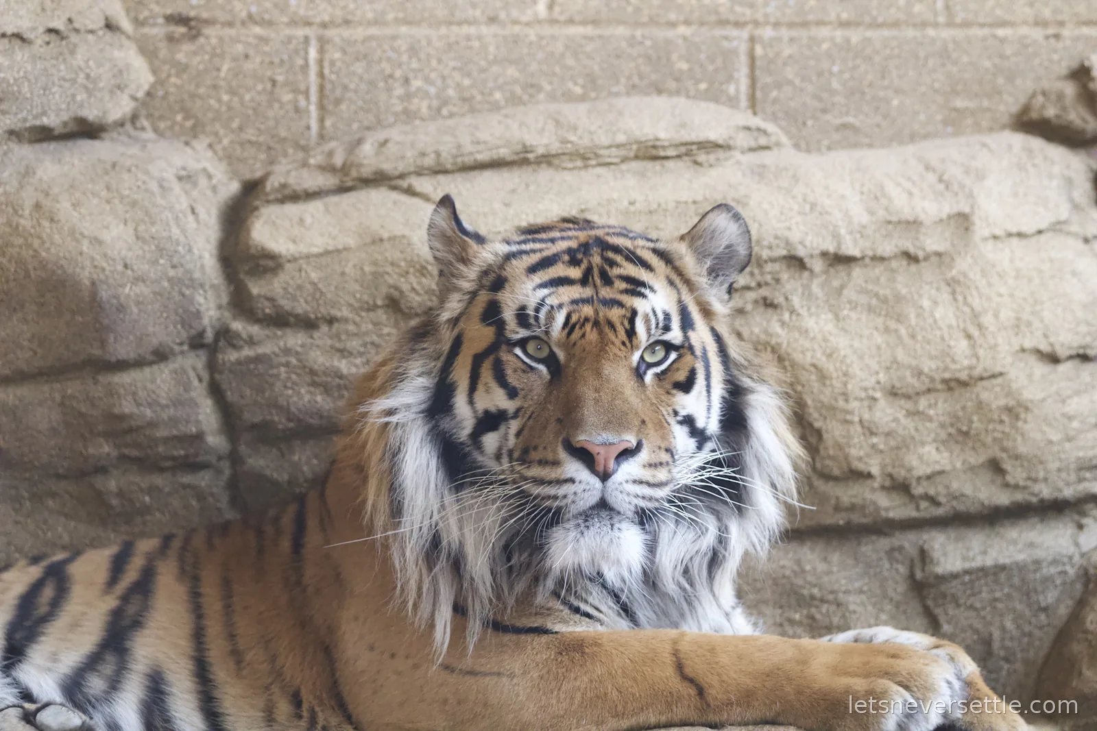 A tiger with a thick ruff of white cheek fur lying against sandy rocks, staring directly into the camera