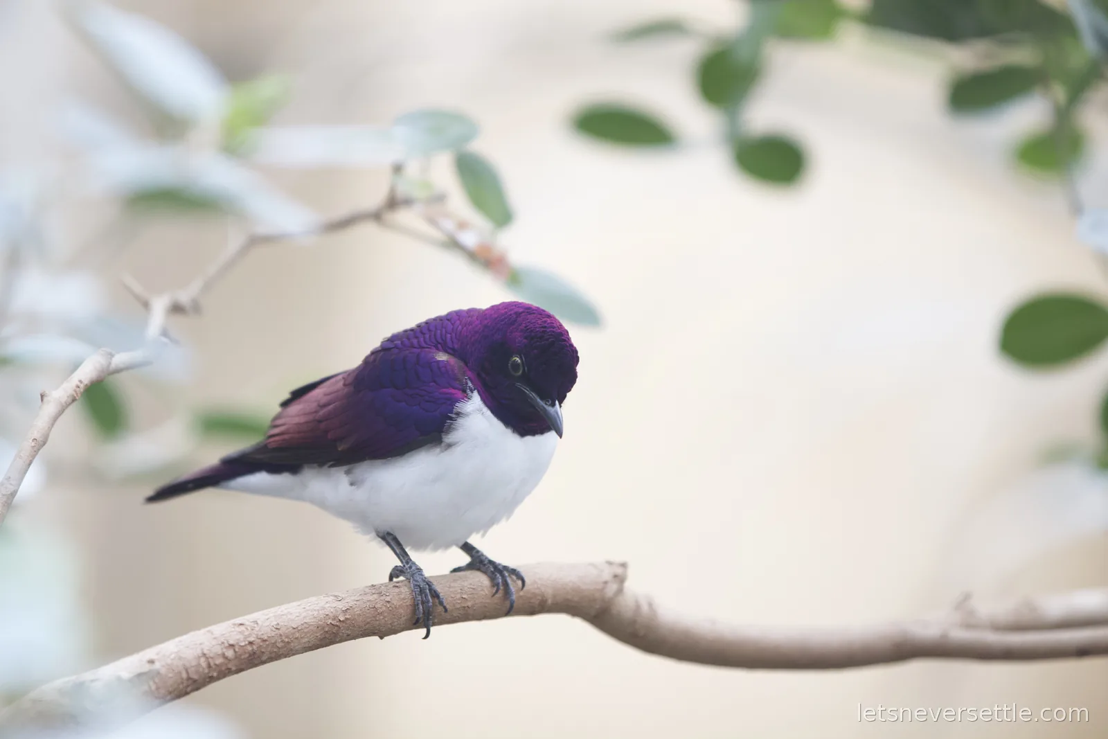 A violet-backed starling with iridescent purple head and back and white breast perched on a bare branch