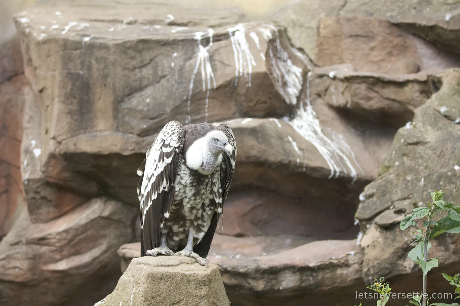 A large vulture with a pale downy head perched on a rock pinnacle, wings folded, in front of a painted rock wall