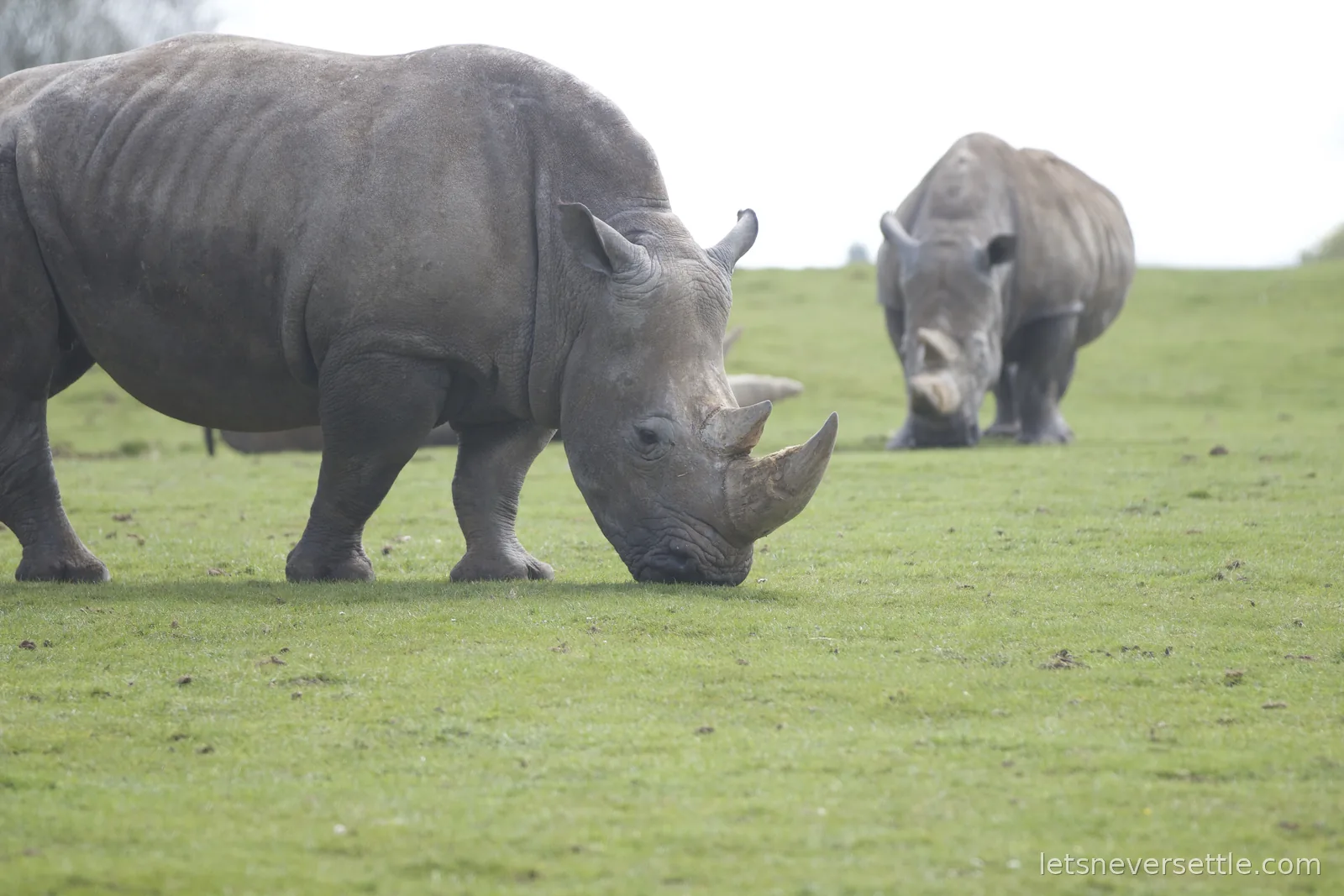 Two white rhinos grazing on a wide green hillside, one close to the camera and one approaching from behind