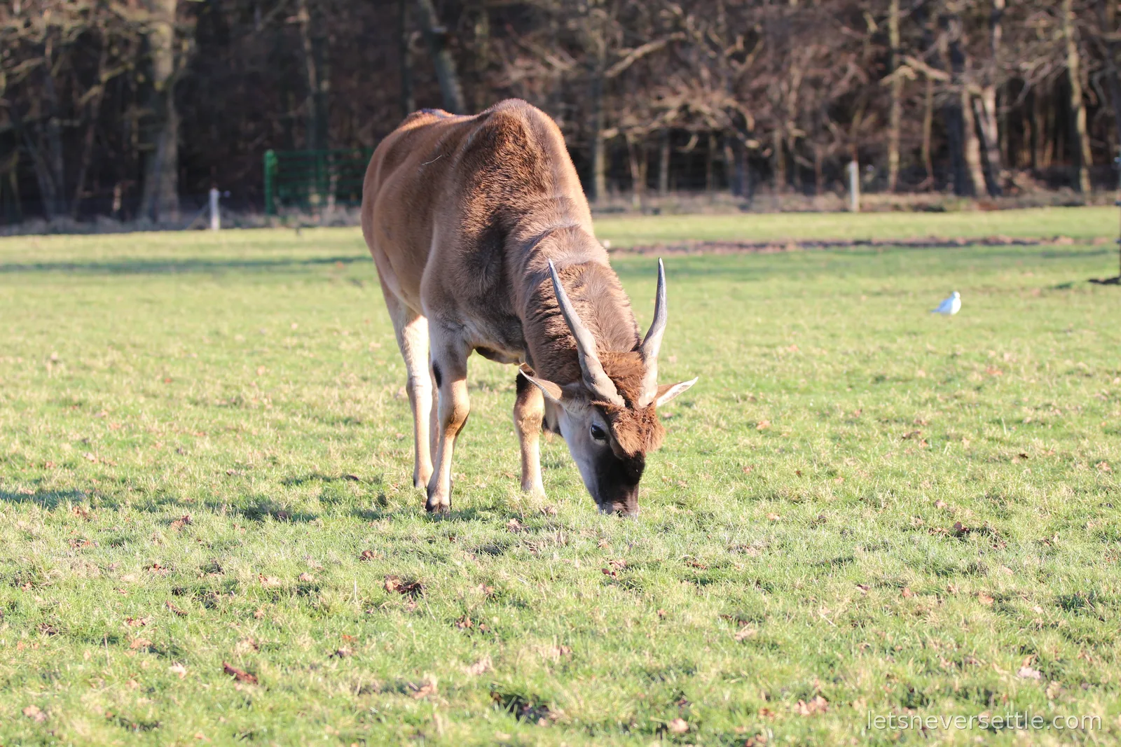 An eland with spiral horns grazing on winter grass, bare woodland and a paddock gate in the background