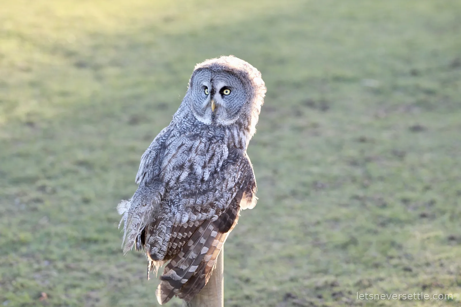 A great grey owl perched on a wooden post, swivelling its head to look back over its shoulder