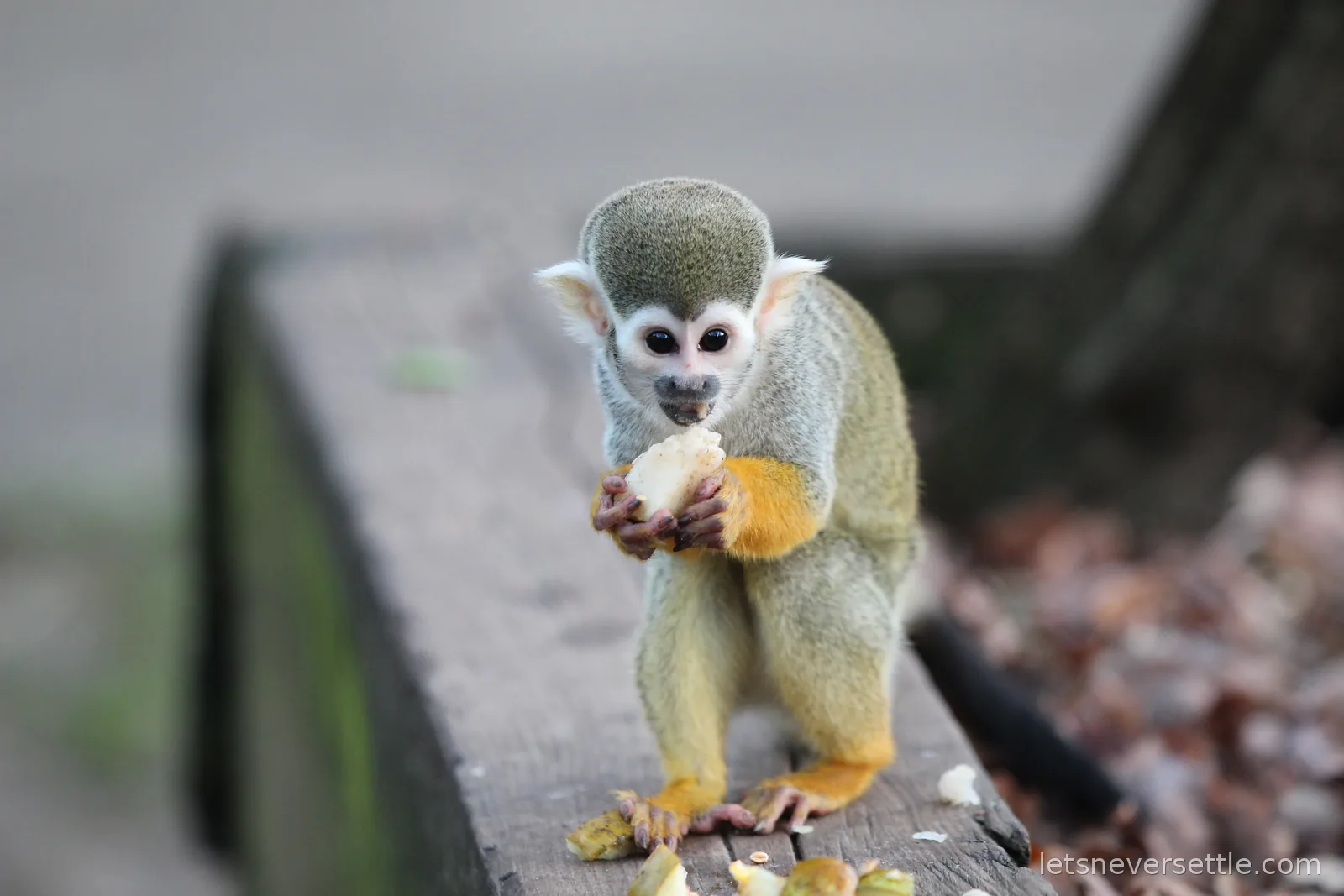 A squirrel monkey standing on a wooden rail, eating a piece of fruit held in both hands