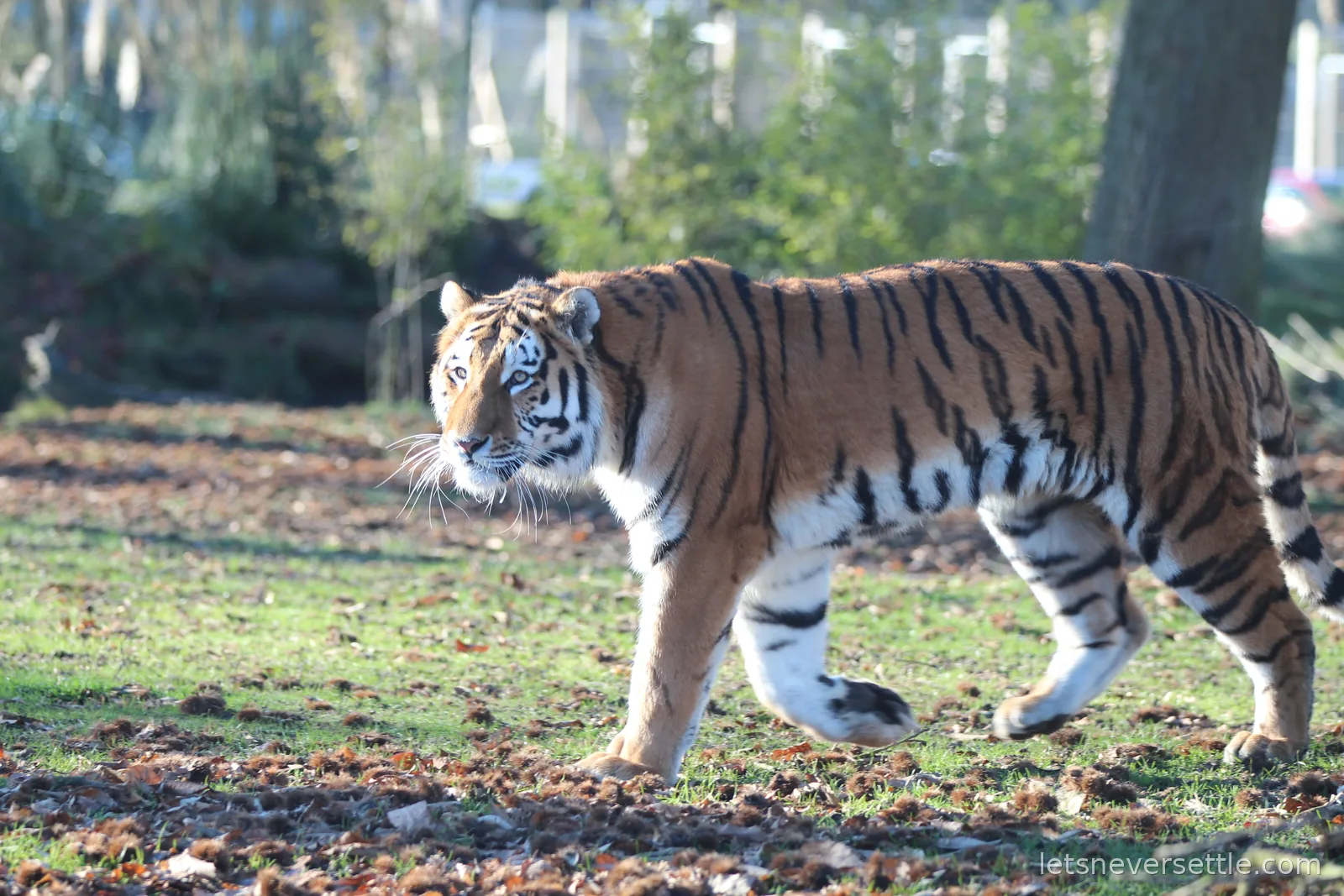 An Amur tiger walking head-on towards the camera across grass scattered with sweet chestnut husks