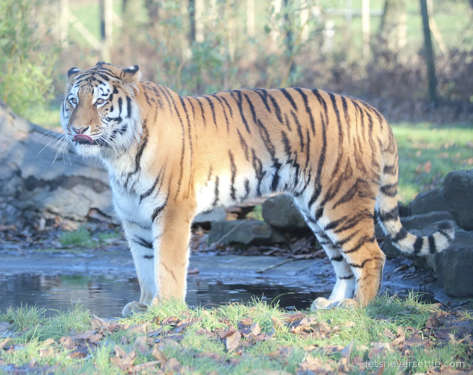An Amur tiger standing beside a dark pool among rocks, licking its nose, with winter trees behind