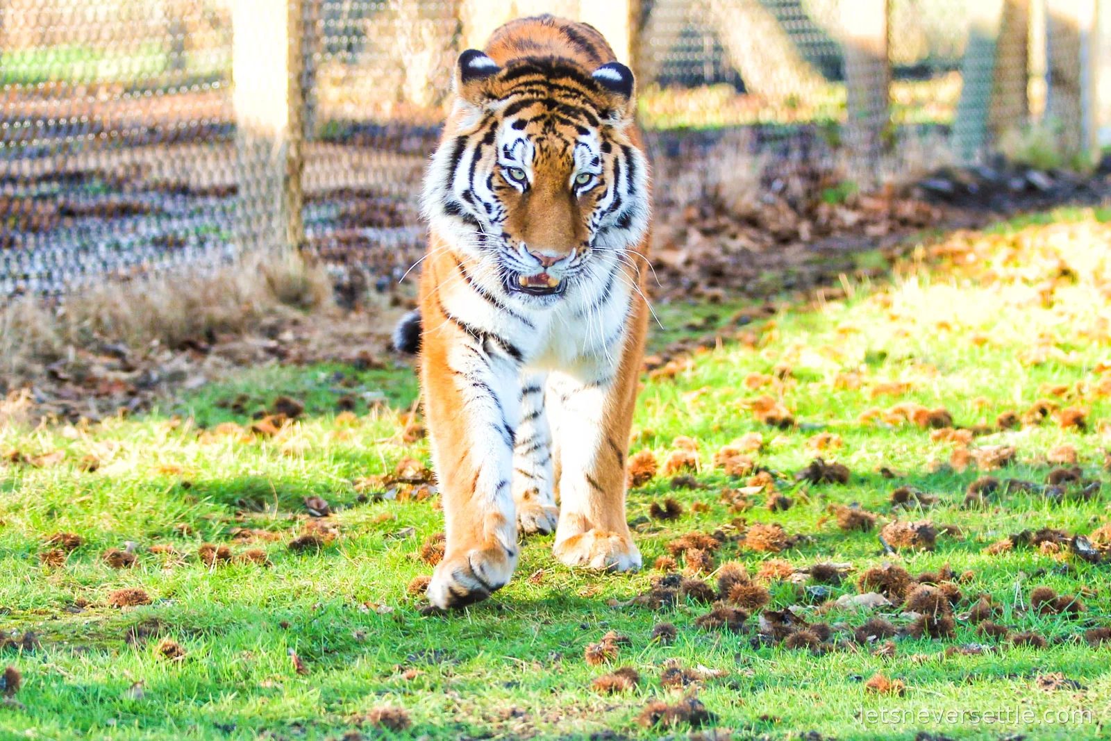 An Amur tiger walking side-on across leaf-littered grass in low winter sunlight