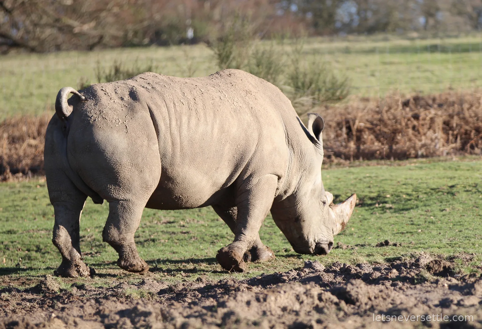 A white rhino walking through churned mud with its head low, its front horn nearly touching the ground