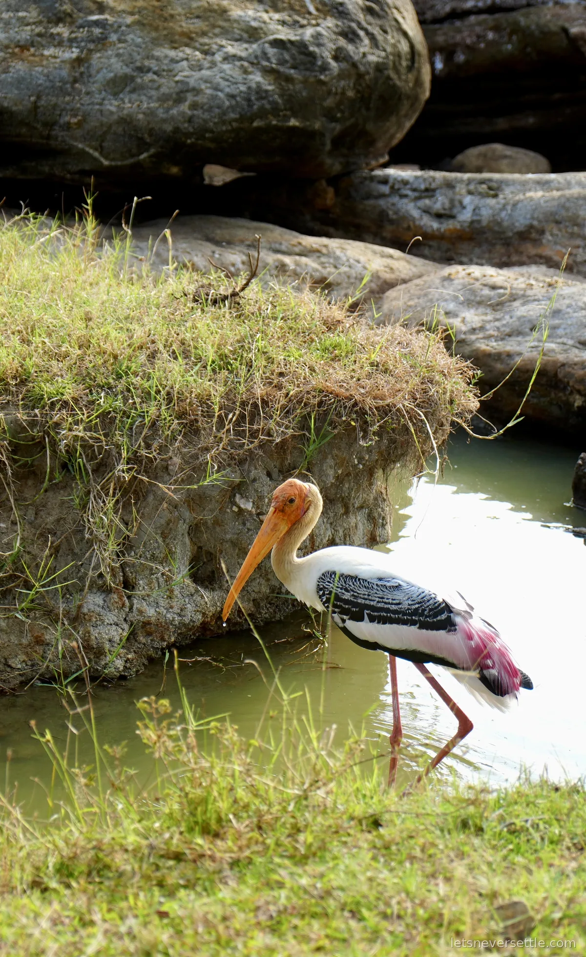 A painted stork with an orange head and pink wing feathers wading at a waterhole beside grassy rocks in Yala