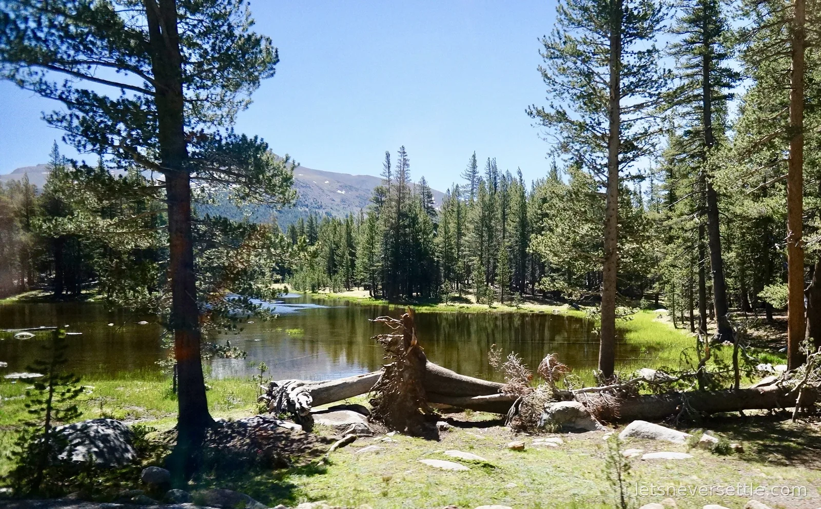 A still pond among lodgepole pines with fallen silver logs on the bank